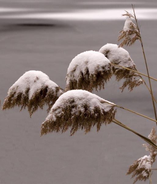 Snowy Reeds MG 0664 copy clp
